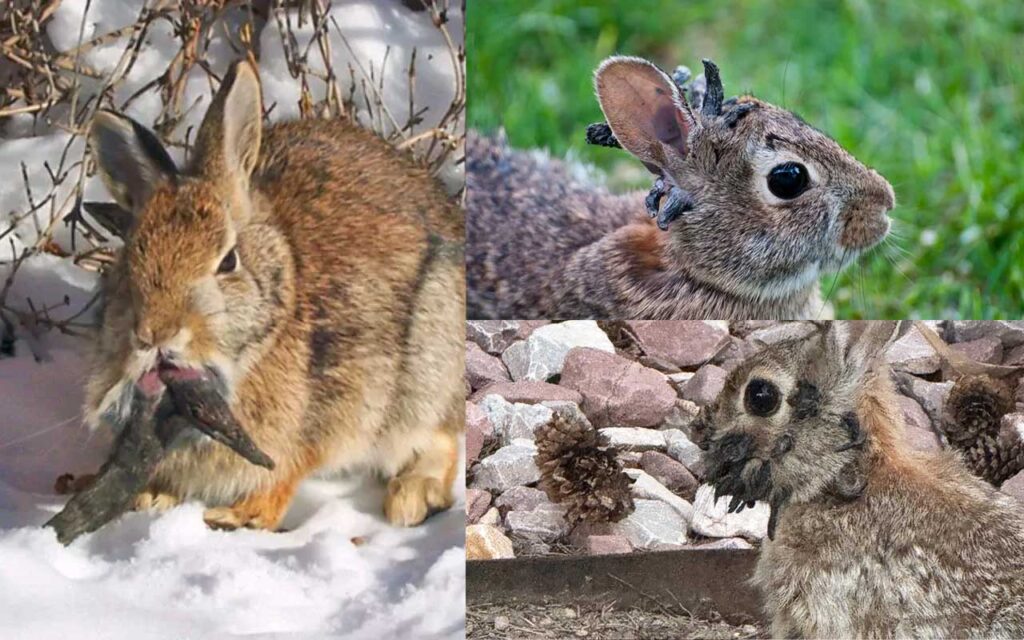 colorado rabbits with tentacles